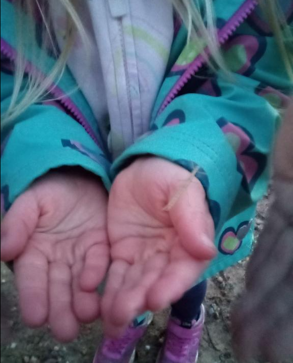 Exploring Nature with Stick Insects